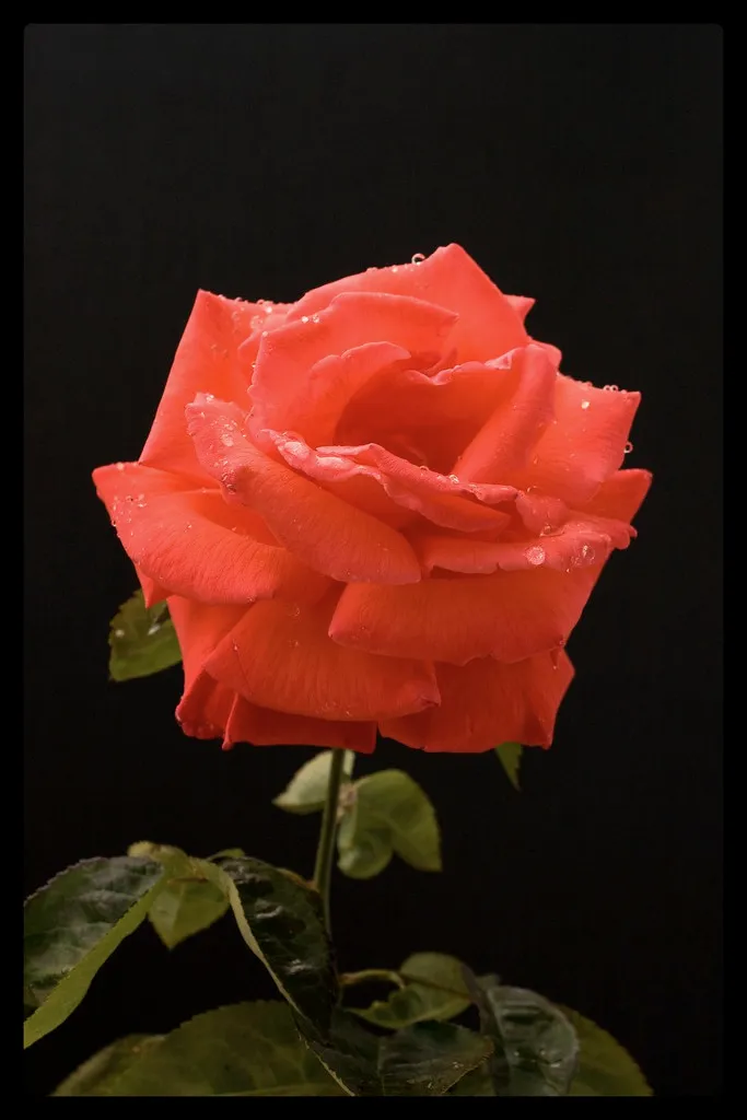 A single deep red rose against a dark background