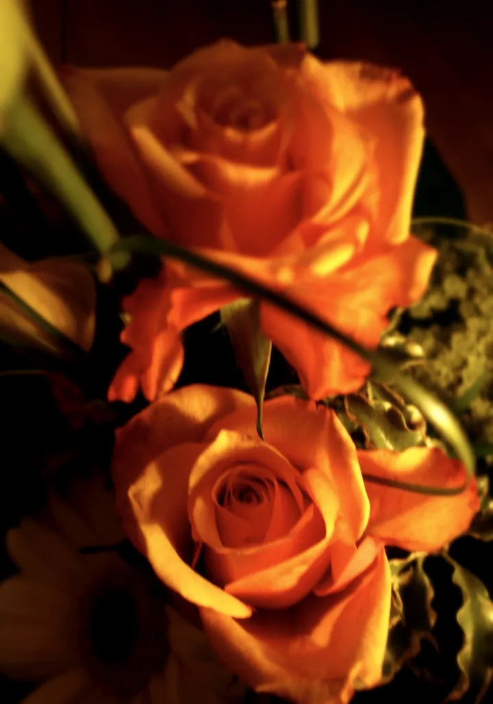 Velours: Amber roses with a velvet finish